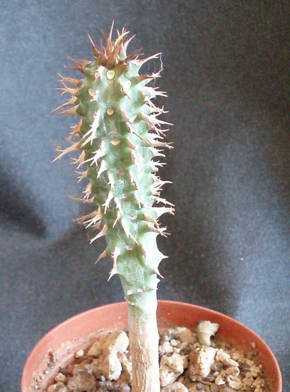 Euphorbia viguieri v. capuroniana 