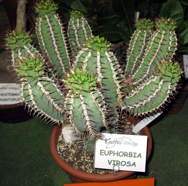 euphorbia virosa