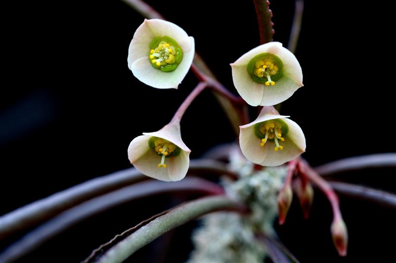 Euphorbia waringiae 