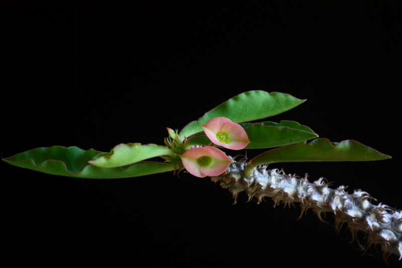 Euphorbia cv. wavy 