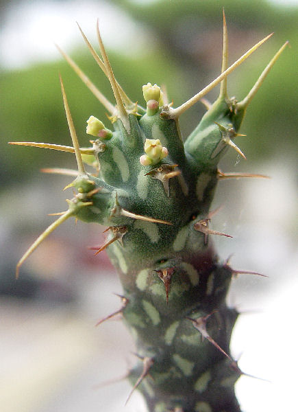 Euphorbia xylacantha 