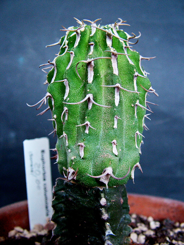 Euphorbia columnaris 