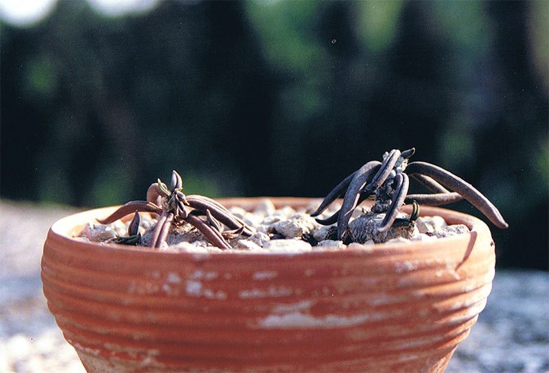 Euphorbia cylindrifolia 