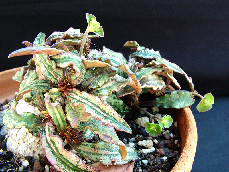 Euphorbia francoisii 