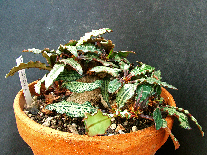 Euphorbia francoisii 