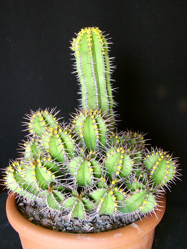 Euphorbia fruticosa 