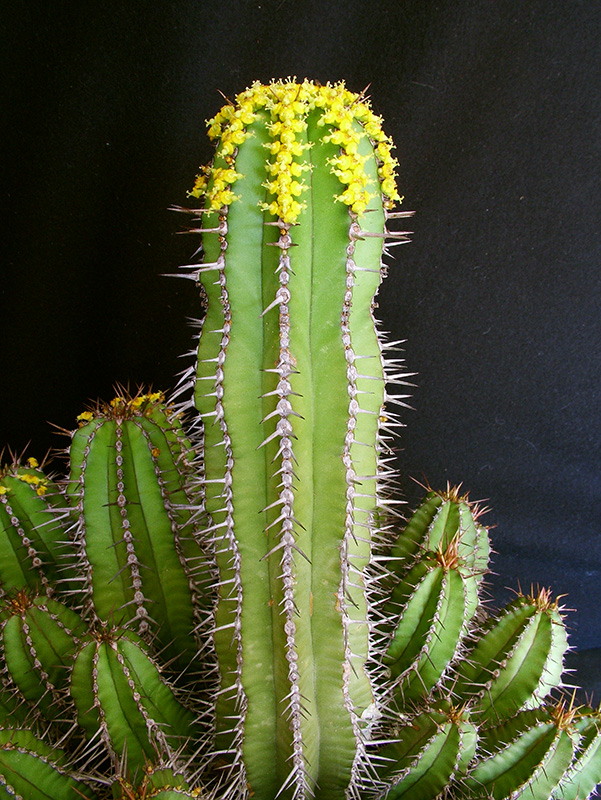 Euphorbia fruticosa 