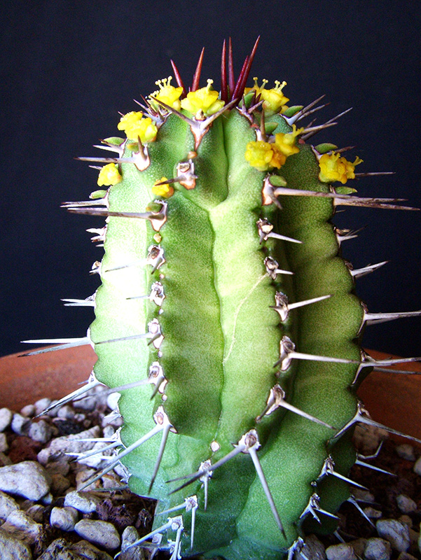 Euphorbia fruticosa 