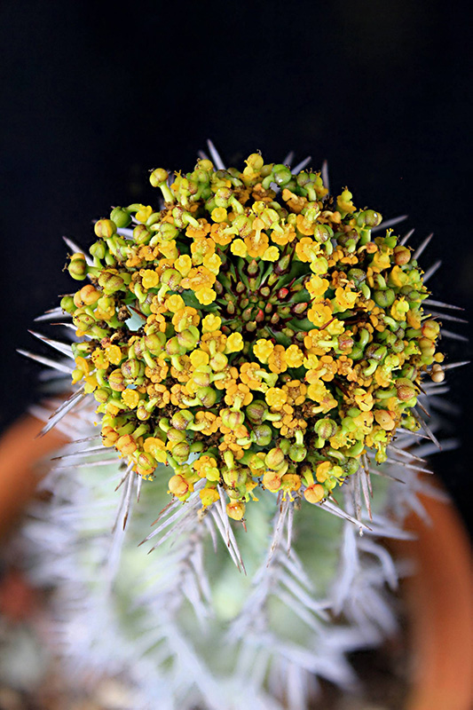 Euphorbia fruticosa 