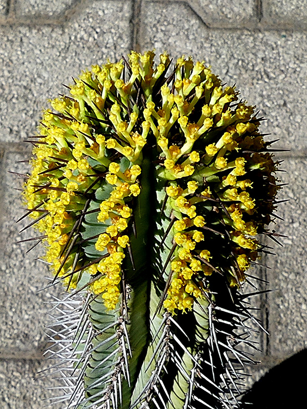 Euphorbia fruticosa 