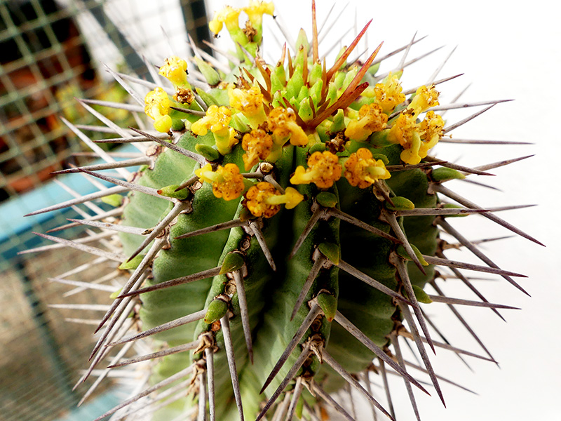 Euphorbia fruticosa 