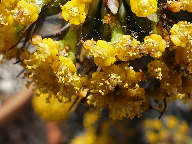 Euphorbia fruticosa 