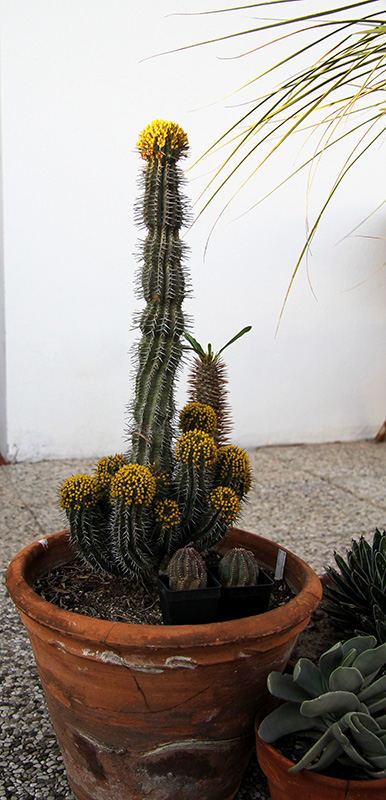 Euphorbia fruticosa 