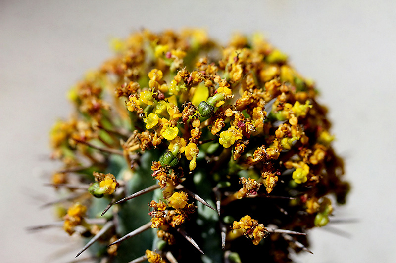 Euphorbia fruticosa 