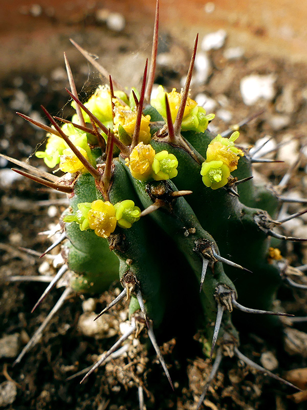 Euphorbia fruticulosa 