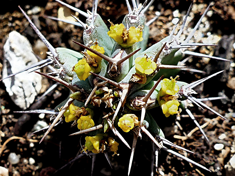 Euphorbia fruticosa 