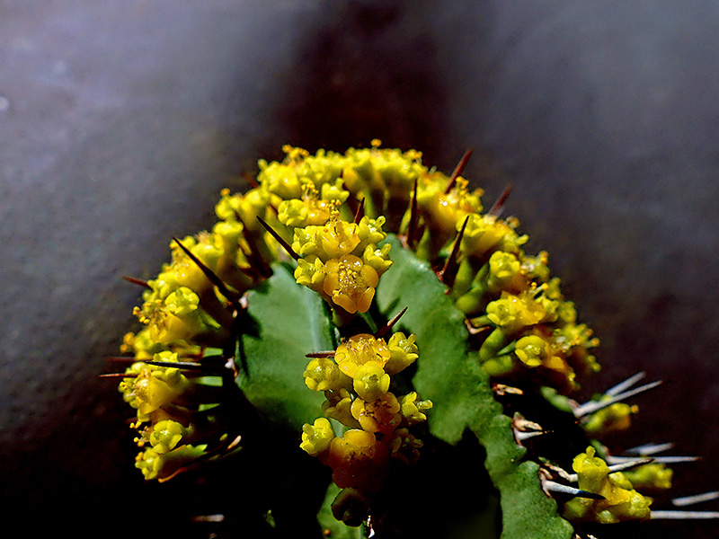 Euphorbia fruticosa 