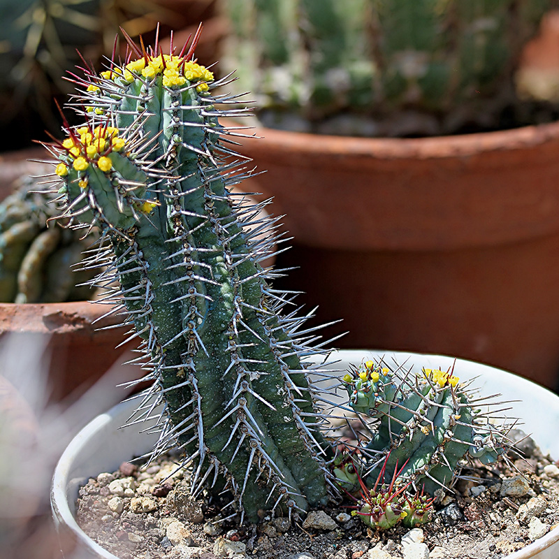 Euphorbia fruticosa 