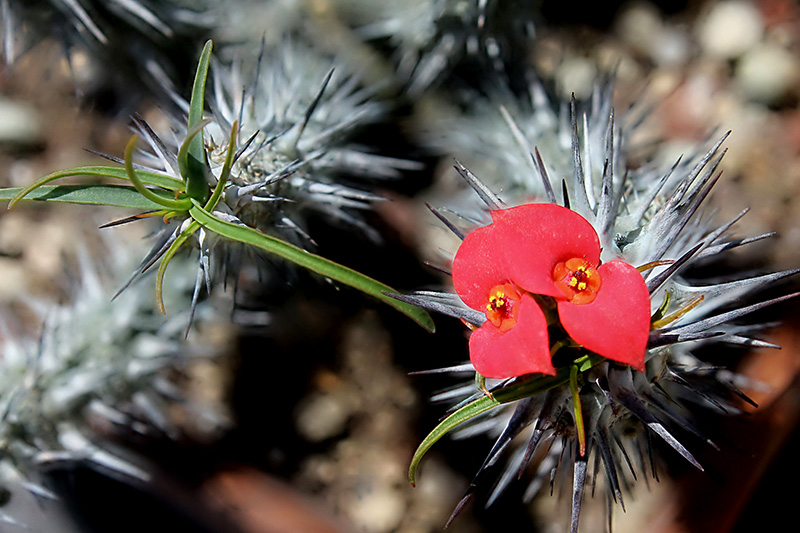 Euphorbia gottlebei 