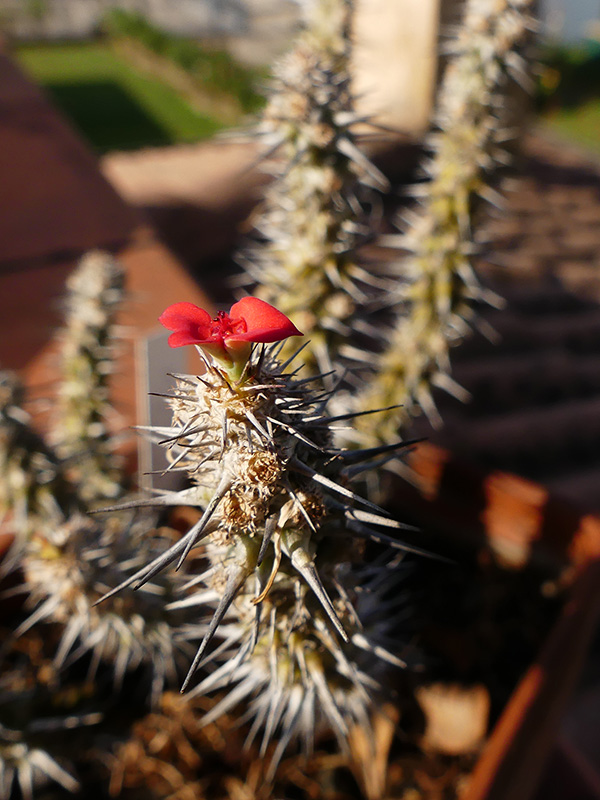 Euphorbia gottlebei 