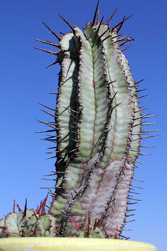 Euphorbia horrida 