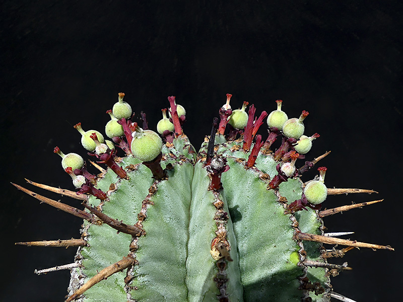 Euphorbia horrida 
