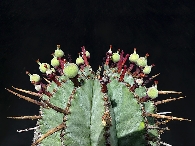 Euphorbia horrida 