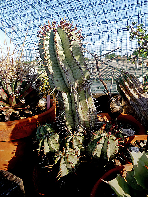 Euphorbia horrida 