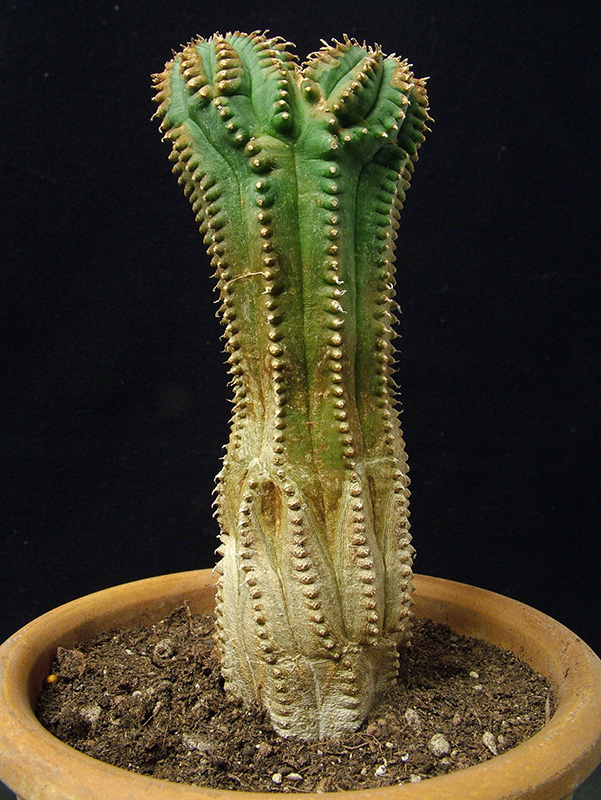 Euphorbia infausta 