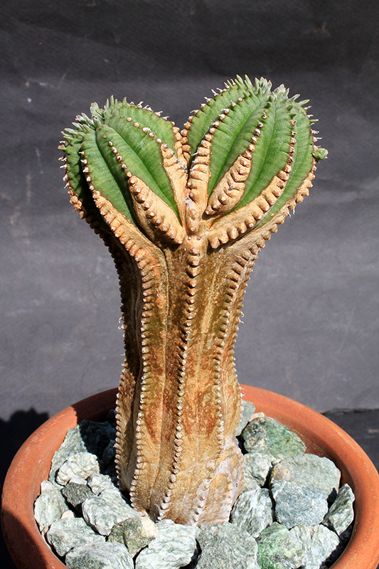 Euphorbia infausta 