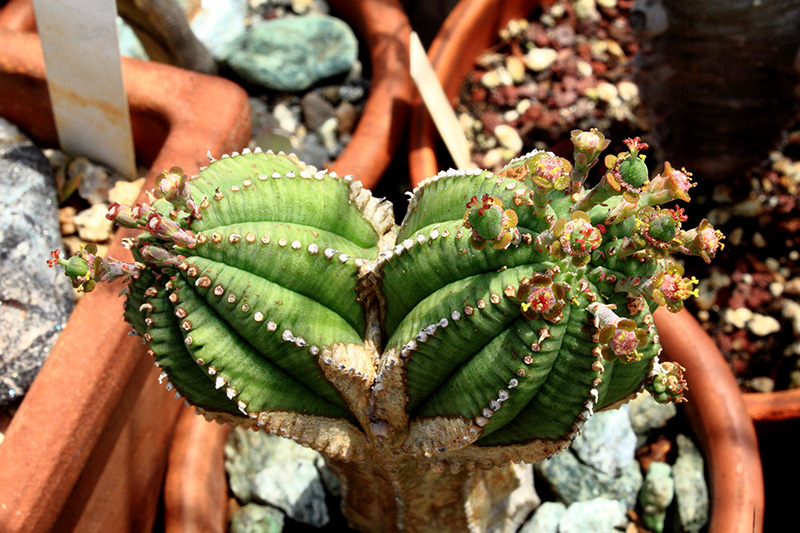 Euphorbia infausta 