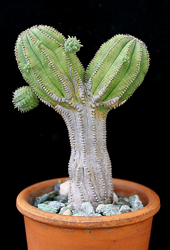 Euphorbia infausta 