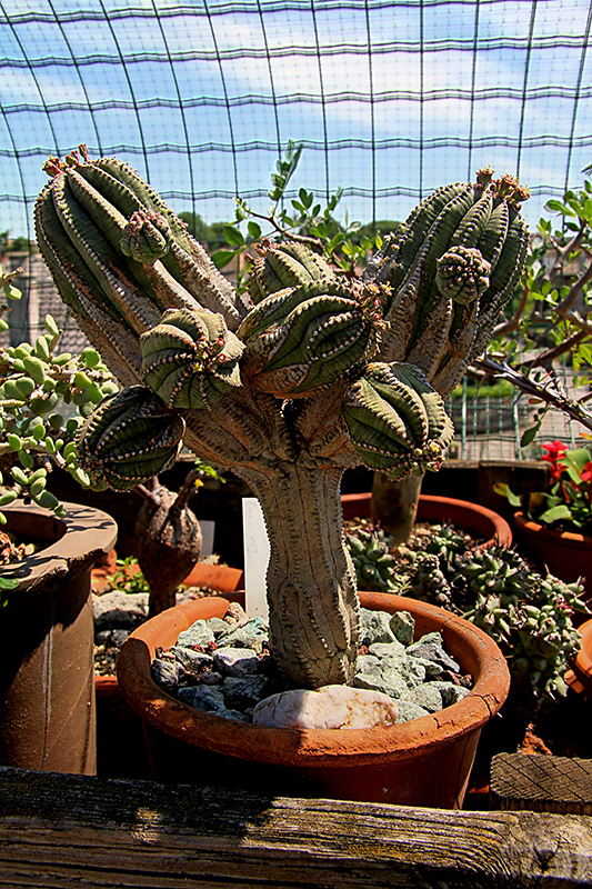 Euphorbia infausta 
