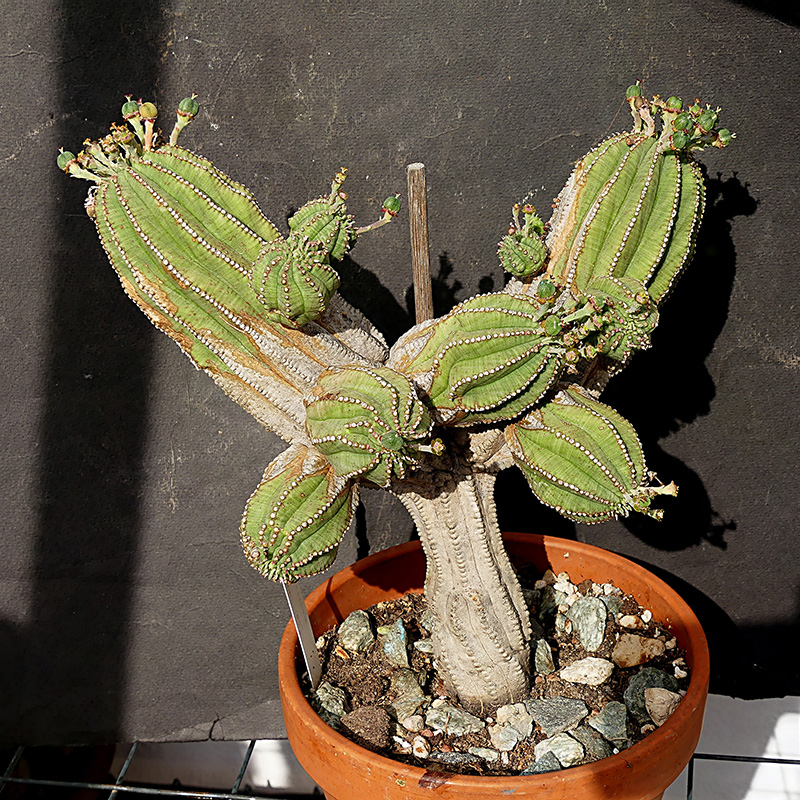 Euphorbia infausta 