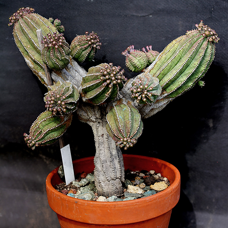 Euphorbia infausta 