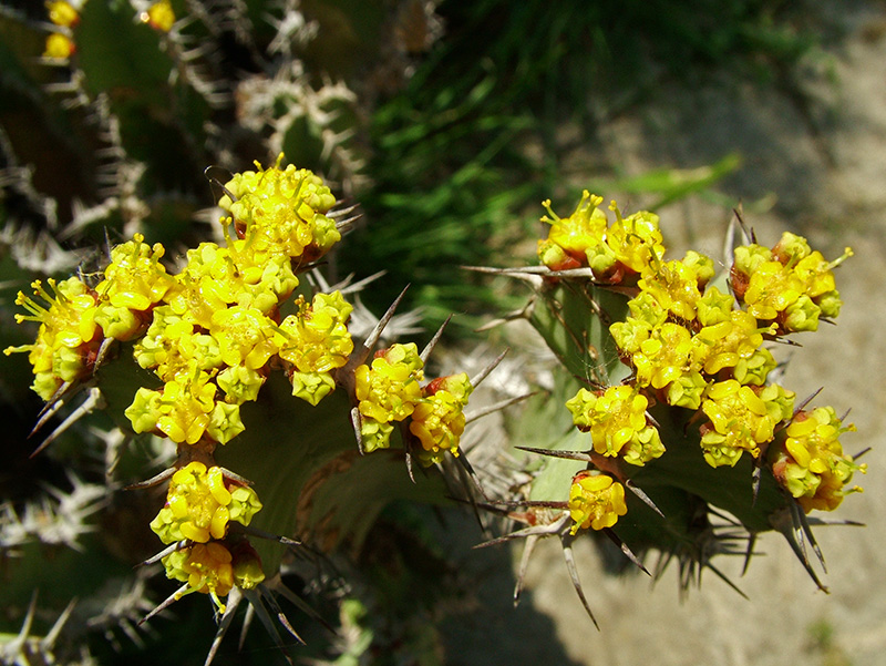 Euphorbia polyacantha 