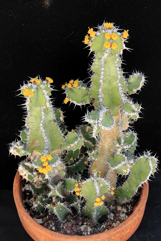 Euphorbia polyacantha 