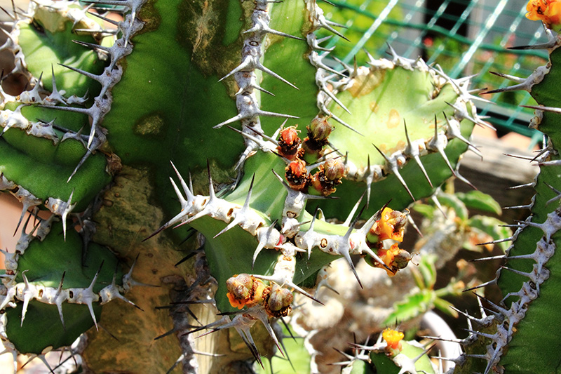 Euphorbia polyacantha 