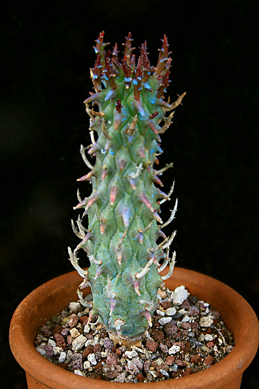 Euphorbia schoenlandii 