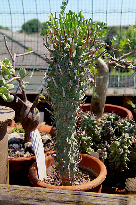 Euphorbia schoenlandii 