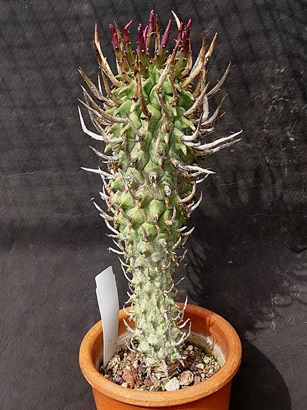 Euphorbia schoenlandii 