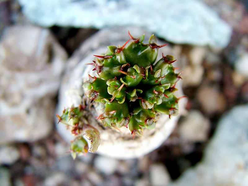 Euphorbia stellata 