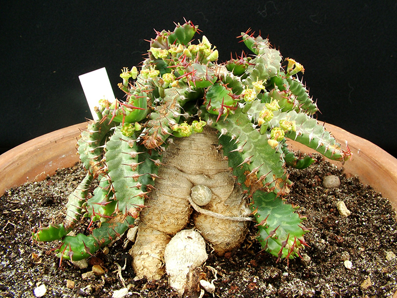 Euphorbia stellata 