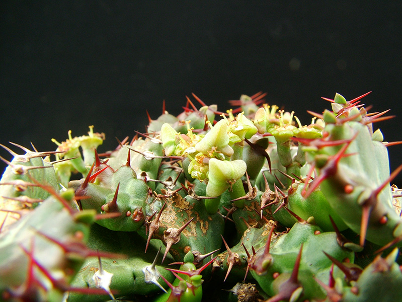 Euphorbia stellata 