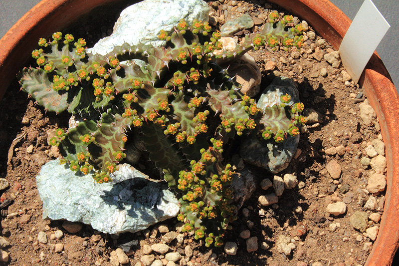 Euphorbia stellata 