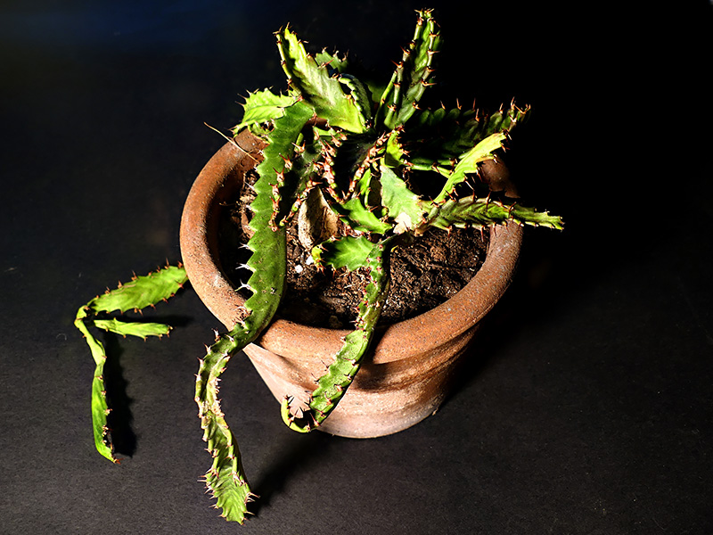 Euphorbia stellata 