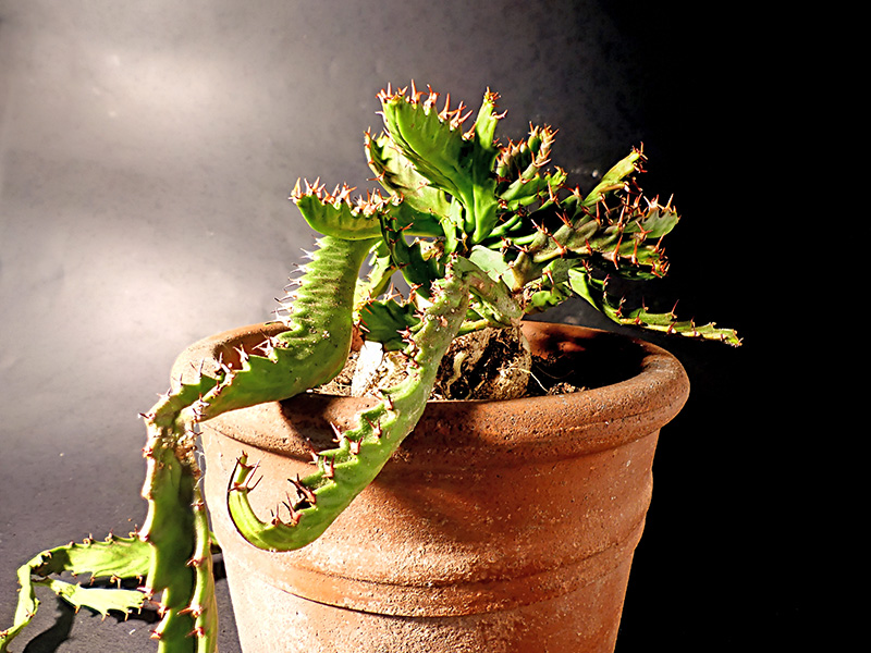 Euphorbia stellata 