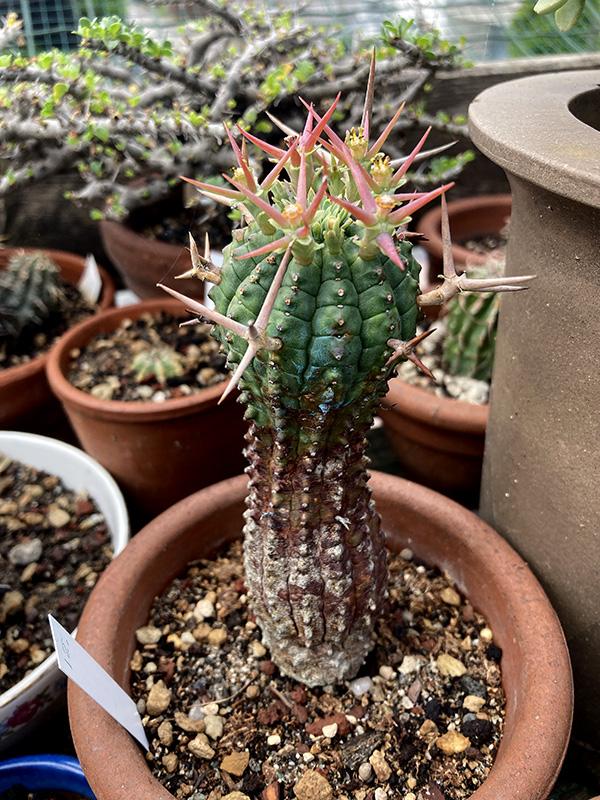 Euphorbia stellispina 