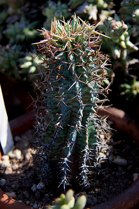 Euphorbia stellispina 