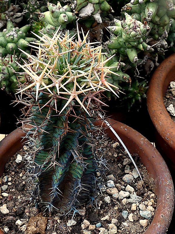 Euphorbia stellispina 